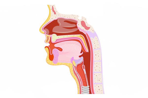 Medecine Orl Oto Rhino Laryngologie Clinique Privee Excellemd